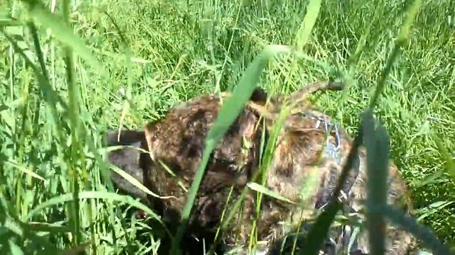 Гросс валяется смотреть онлайн