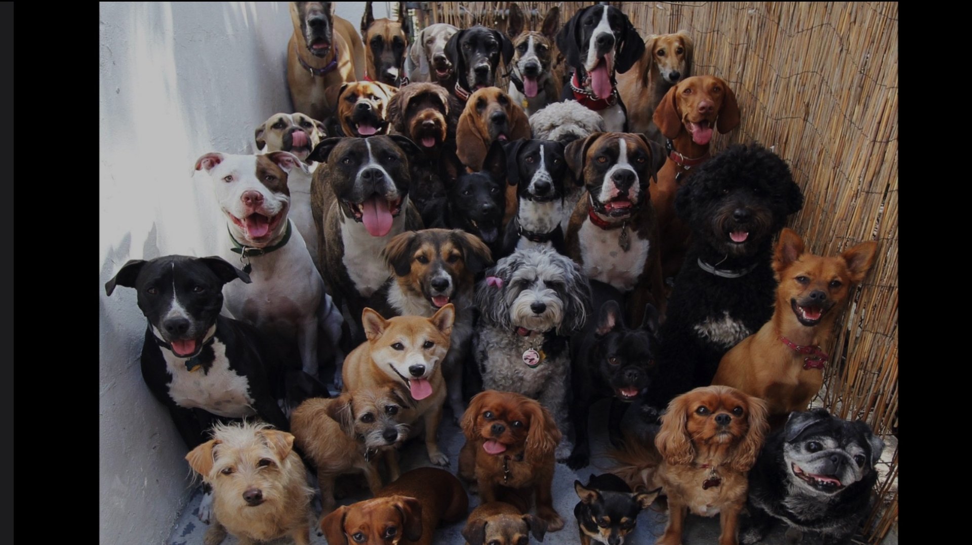 Топ 5 самых добрых пород в мире
(Видео делала сама)