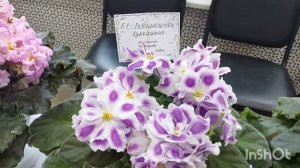 Фиалки. Выставка в Ярославле