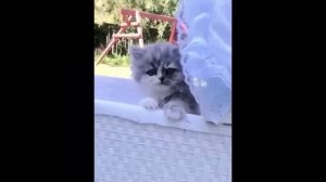 забавные и смешные кошки и собаки 600