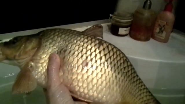 Карпуша смотреть онлайн