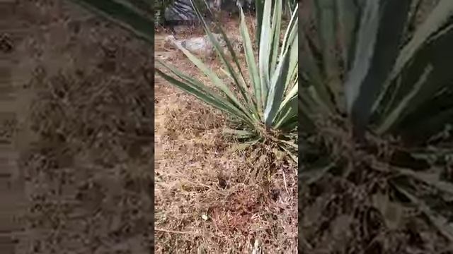 ¡Mariposas!... mariposas en los agaves; llega la primavera. смотреть онлайн