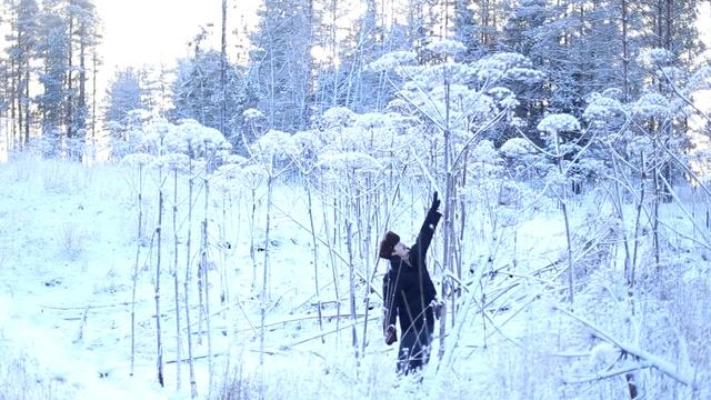 Четырёхметровые хвощи в Больших Борницах смотреть онлайн