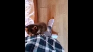 забавные и смешные кошки и собаки 630