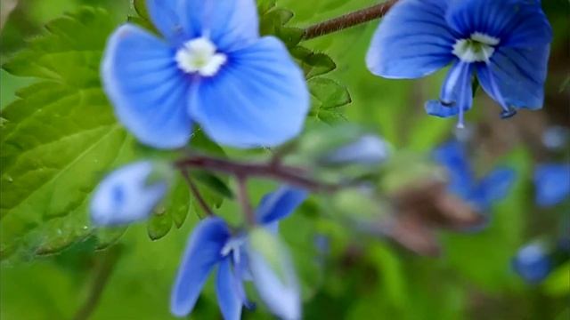 Цветочное волшебство: Красота природы Ухты / Канал Ухта