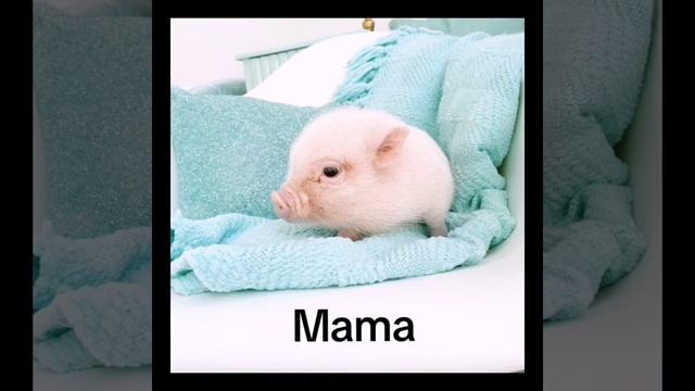 свиньки смотреть онлайн