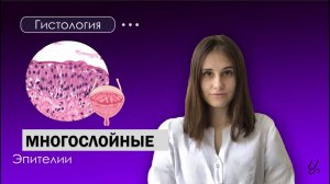 Гистология | Многослойные эпителии: неороговевающий и переходный