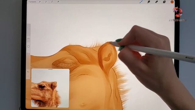 Пошаговый урок. Рисуем верблюда в Procreate Быстрая зарисовка #shorts #art #procreate смотреть онлайн