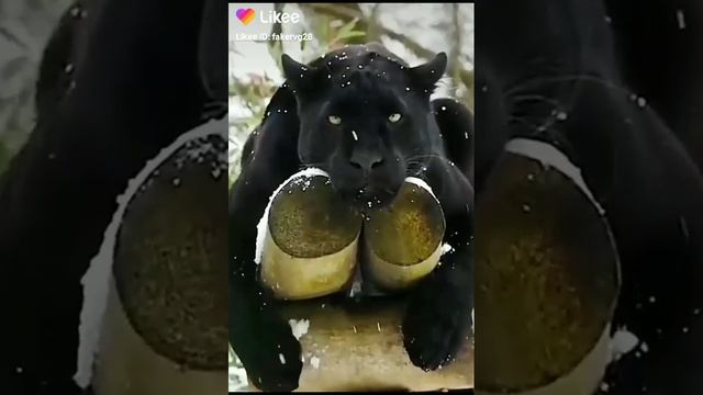 ох насколько красиво сафари смотреть онлайн