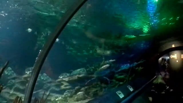 Океанариум Санкт-Петербург смотреть онлайн