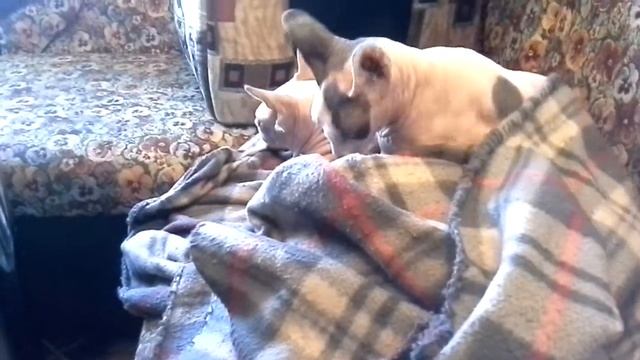 Наша кошка массажистка смотреть онлайн