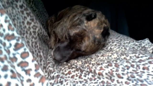 Отдыхайте сами на своей даче в такую погоду ,я лучше в машине! смотреть онлайн