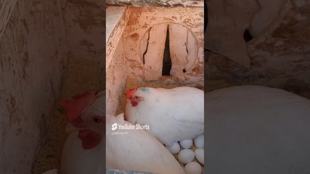 ЛЕГГОРН! ВРЕМЯ СОБИРАТЬ ЯЙЦО!!! 17.10.2024 год. смотреть онлайн