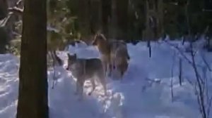 МЫ ВОЛКИ   Слава Медяник mp4