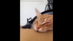 забавные и смешные кошки и собаки 626