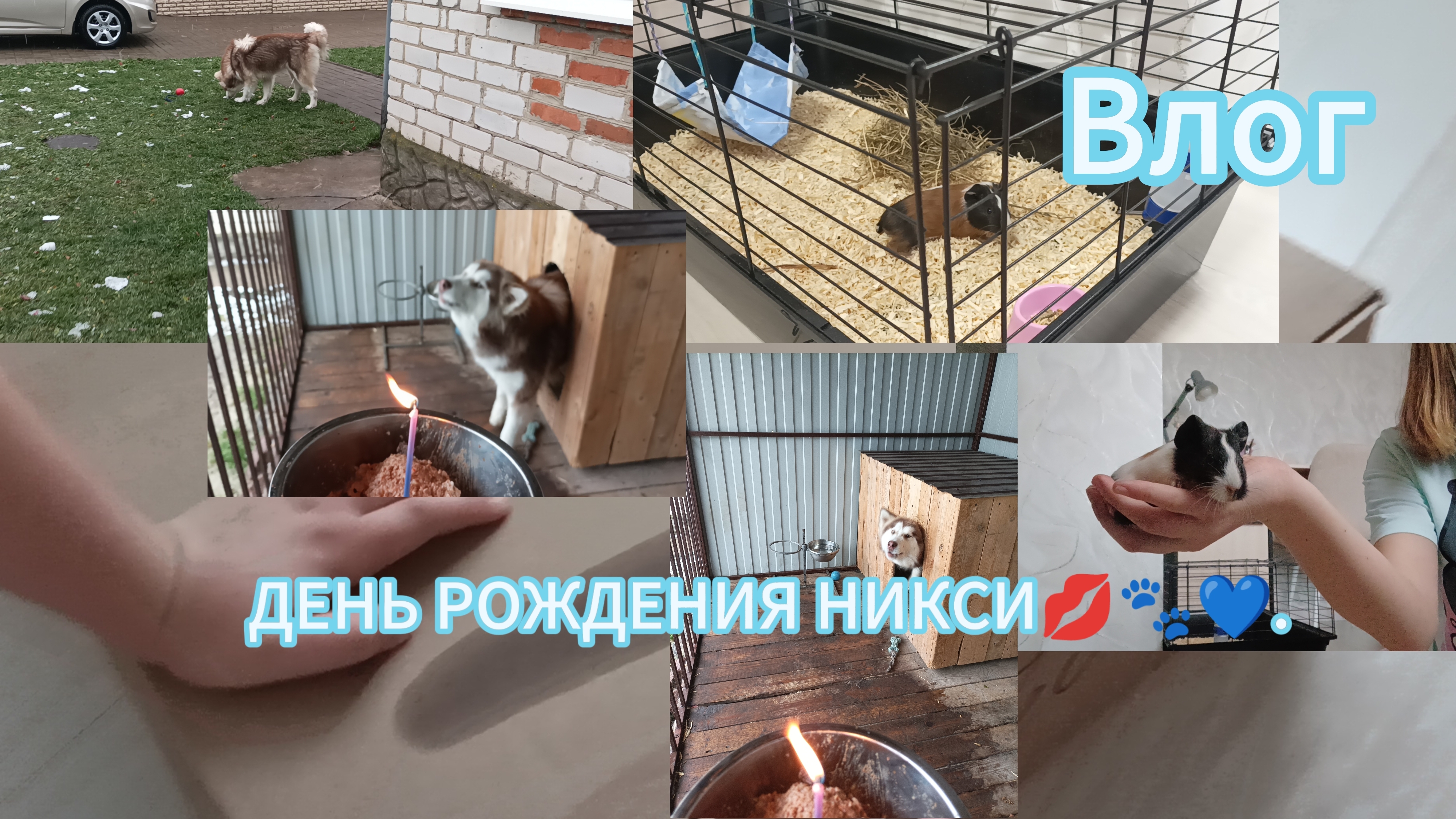 Влог.У Никси день рождения🥳💋🐾💙💗.Собираю клетку для Дерри. 04.11.2024.