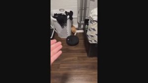 забавные и смешные кошки и собаки 594