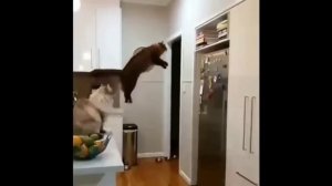 забавные и смешные кошки и собаки 609