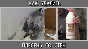 Как и чем удалить чёрную плесень со стен почему она появляется