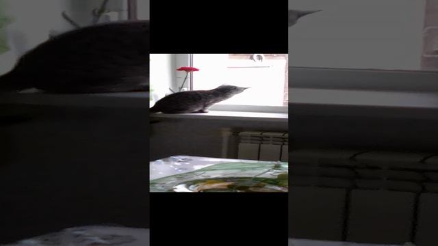 Наша кошечка Мила 😻.