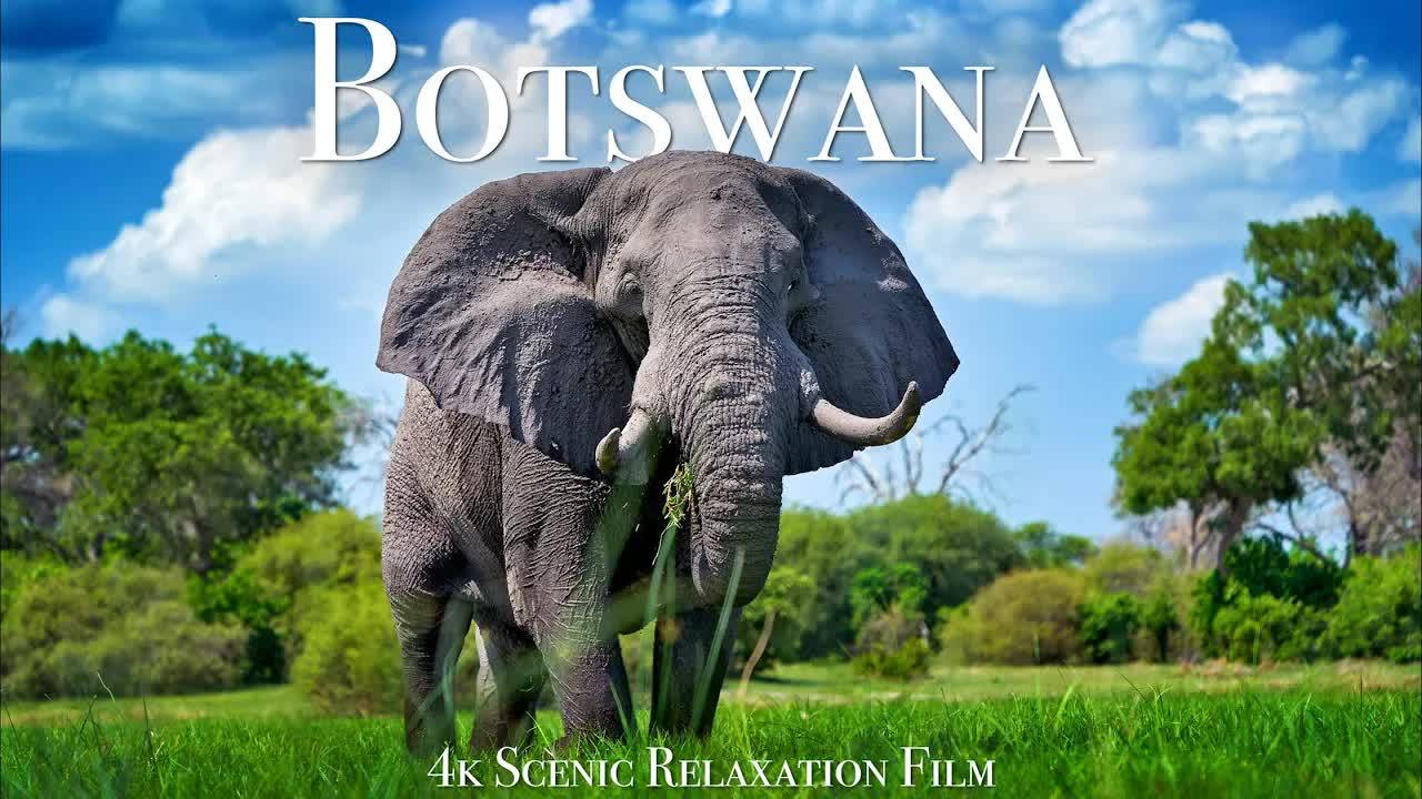 Botswana & Okavango Delta 4K - Scenic Wildlife Film With African Music смотреть онлайн