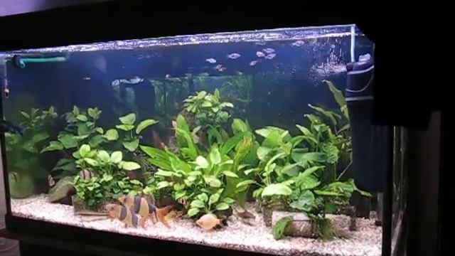 Мои большие клоуны.AVI смотреть онлайн