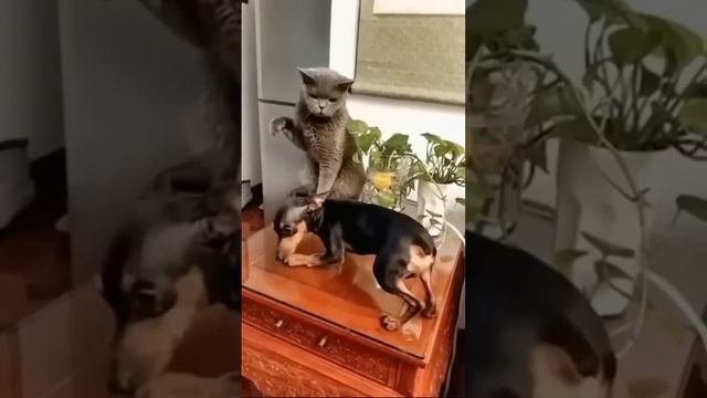 На это можно смотреть ВЕЧНО!! Смешные Кошки и Собаки! #Shorts смотреть онлайн