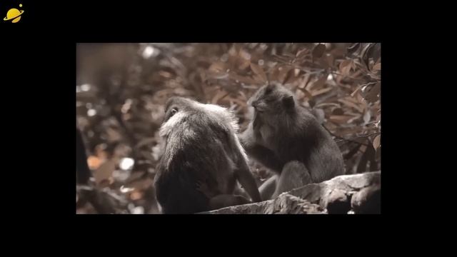 Гипотетические объекты во Вселенной