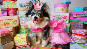 ДЕНЬ РОЖДЕНИЯ СОФИ - ПОДАРКИ И СЮРПРИЗЫ ДЛЯ ПИТОМЦЕВ 🎁🐶