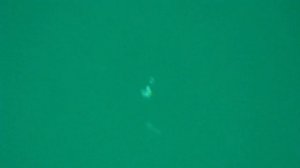 Луфарь. Пеламида. Подводная камера. Рыбалка в Сочи.