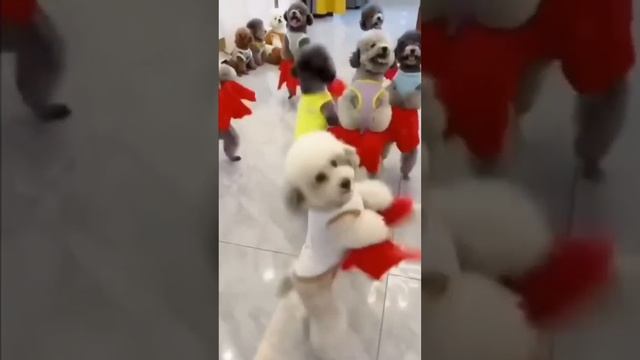 На это можно смотреть ВЕЧНО!! Смешные Кошки и Собаки! #Shorts смотреть онлайн