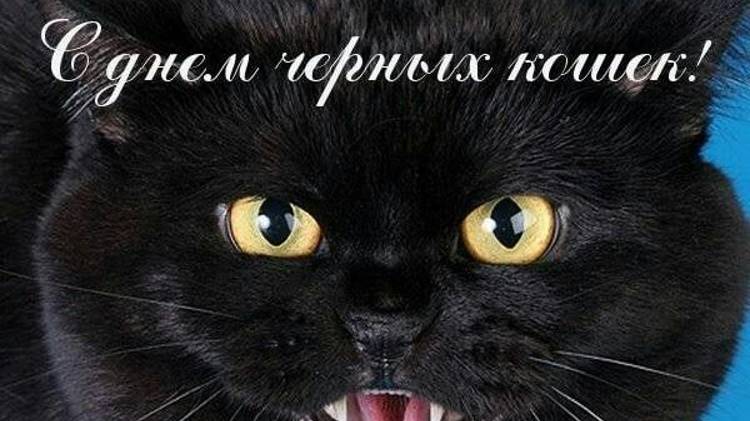 День чёрных котов и кошек 17 ноября смотреть онлайн
