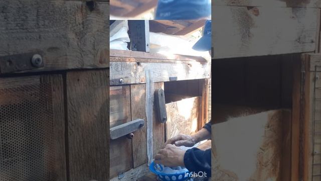 Хотел крольчонка взвесить, удержать не удалось