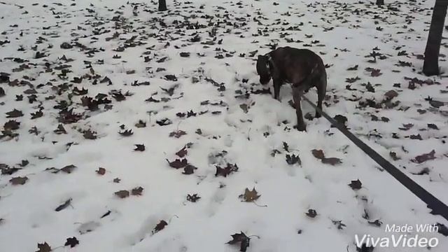 Хорошо быть кисою,хорошо собакою смотреть онлайн