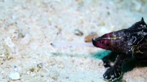 Каракатица расписная.