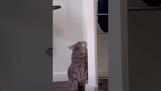 Разговаривающий котик #shorts