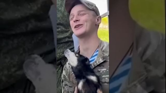 Собаки и Кошки с бойцами ВС РФ #Shorts смотреть онлайн