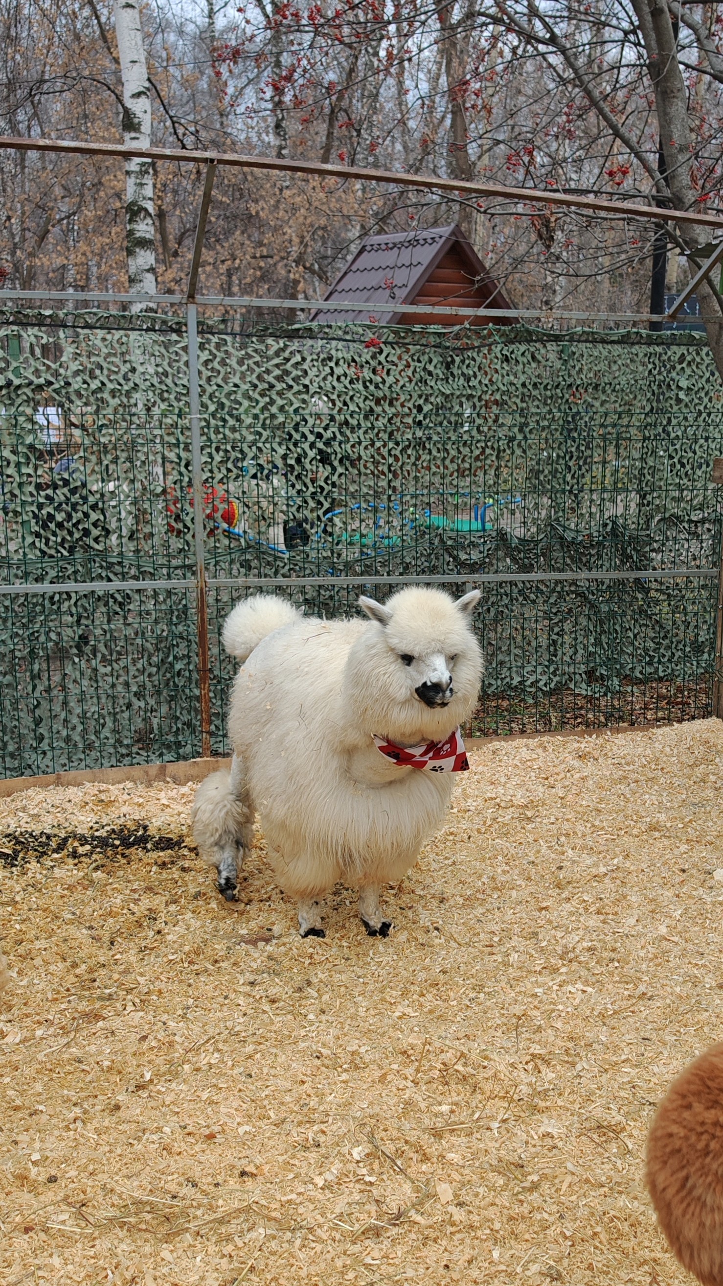 Контактный зоопарк 3 смотреть онлайн