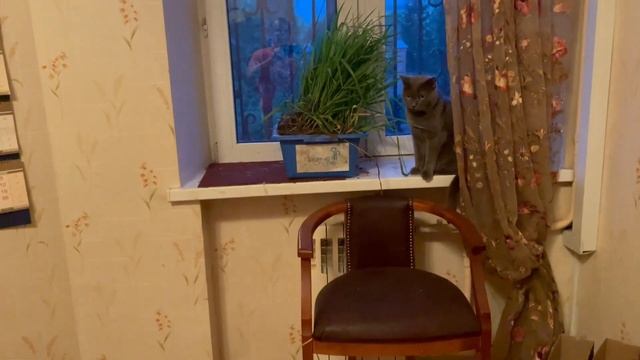 Муся, Мася и Зайчик на фоне весенних вечерних сумерек за окном. смотреть онлайн