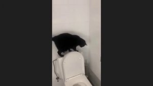 забавные и смешные кошки и собаки 639