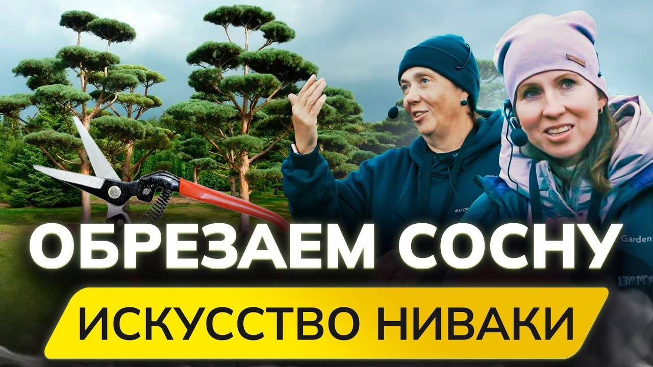 Как правильно ОБРЕЗАТЬ СОСНУ? Японский стиль НИВАКИ! Мастер Класс в питомнике растений Garden Group смотреть онлайн
