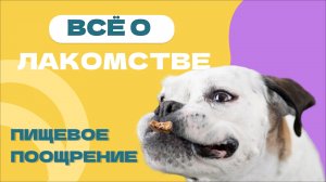 ВСЁ ПРО ЛАКОМСТВО: как выбрать вкусняшку, сколько давать, как готовить дома вкусняшки для собак