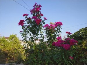 Ги Савю (Ги Савой) - обзор сорта розы и отзыв.  Минусы и плюсы.