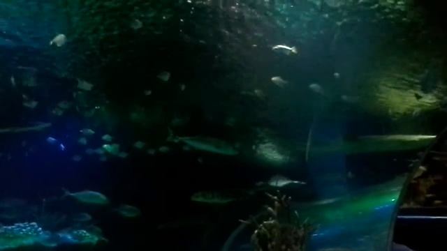 Океанариум Санкт-Петербург 2014 смотреть онлайн