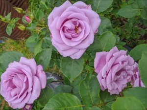 Обзор розы Блю Мун Майнцер Фастнахт. Весь ее сезон. 6 зона. Mainzer Fastnacht rose. Blue Moon rose.