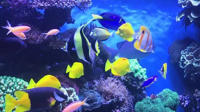 Exploring the Depths with the Most Beautiful Fish in Underwater Atlantic Paradise 4K (ULTRA HDR). смотреть онлайн