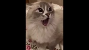 забавные и смешные кошки и собаки 610