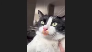 забавные и смешные кошки и собаки 631