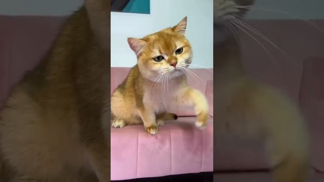 На это можно смотреть ВЕЧНО!! Смешные Кошки и Собаки! #Shorts смотреть онлайн