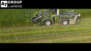 Комбайн для уборки конопли Сатива #конопля #комбайн  #уборка